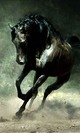 Dark-horse