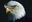 Cooleagle01