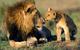 World's_top_ten_most_dangerous_animals_african_lions_beautiful_dangerous_animal_safari_animal_protection_of_endangered__lions_of_kenya_south__safari_animal_pictures