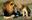 World's_top_ten_most_dangerous_animals_african_lions_beautiful_dangerous_animal_safari_animal_protection_of_endangered__lions_of_kenya_south__safari_animal_pictures