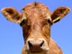 Cow3