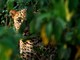 Panther_in_bushes