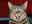 _wallpaperhd_hello_you_tasty_little_morsel