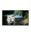 Kdl43w800d.jpg.409664d31a.999x850x995