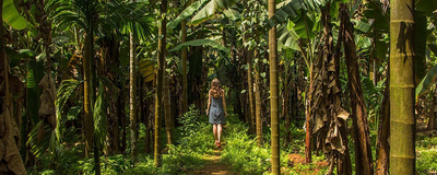 spice-plantations-in-goa-large