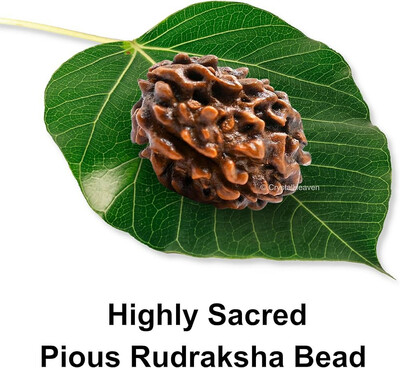 natural panch mukhi rudraksh of Nepali origin from Crystal heaven at 90% off