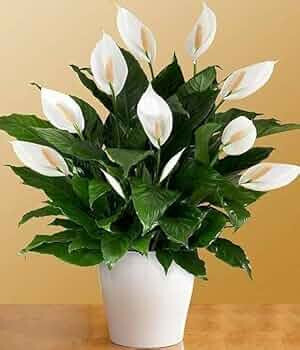 Floryzen Original Live Peace Lily or Spathiphyllum Plant Air purifier Good luck plant (Pack of 1 With Pot) MOQ 2