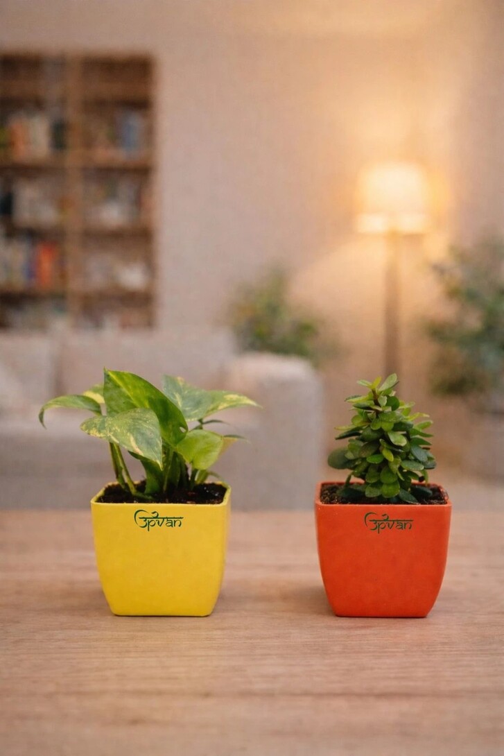 Flipkart 100% SuperCoins Cashback | UPVAN Money Plant, Jade Plant (Hybrid, Pack of 2)
