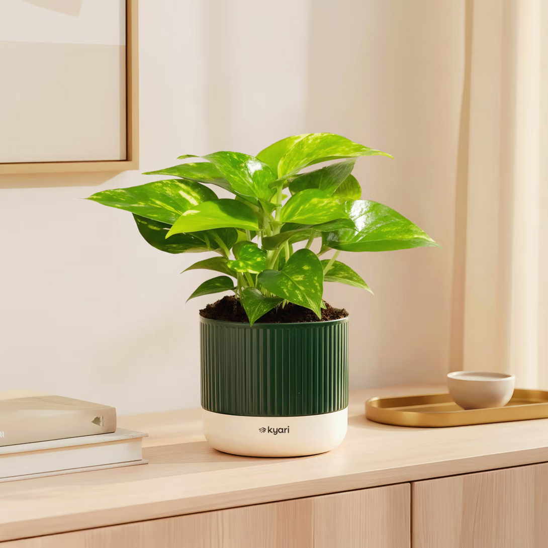 Loot Instamart - Self Watering Pot + Plants upto 92% Off