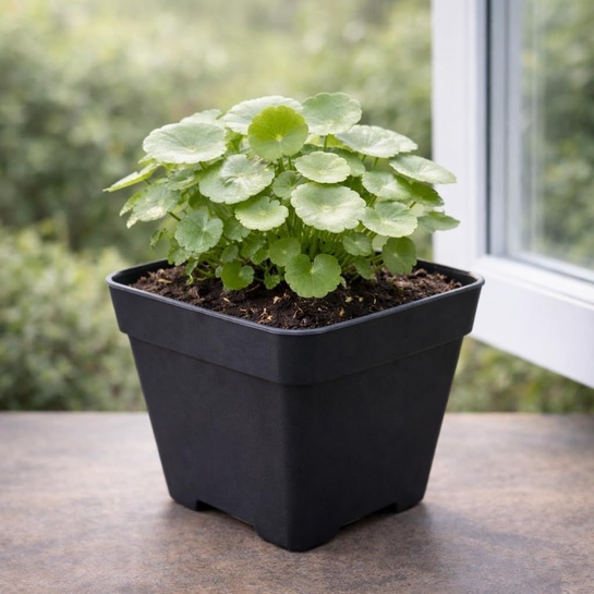 UGAOO BHARAT Live Chinese Money Plant | Indoor Decorative | Coin Leaf Plant