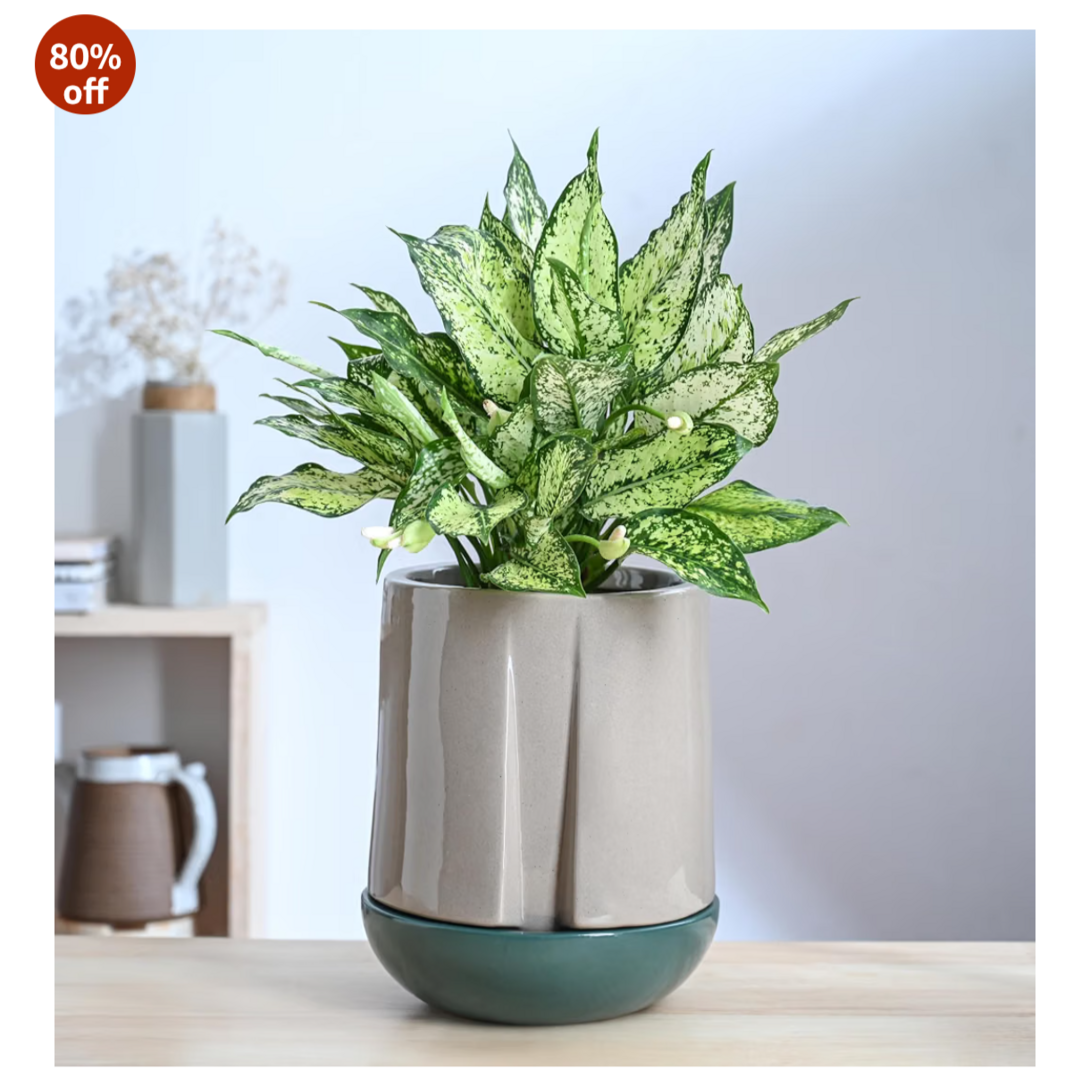 UGAOO Plants, Plant Food & Accessories – Up to 88% OFF