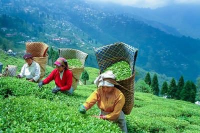 happy valley tea estate darjeeling timings