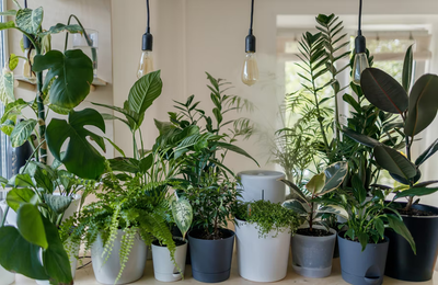 Add Flower and Herb plants to your mother's plant collecting