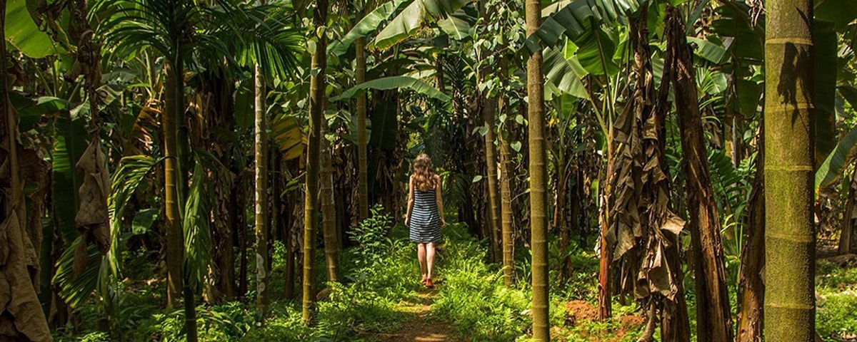 spice-plantations-in-goa-large