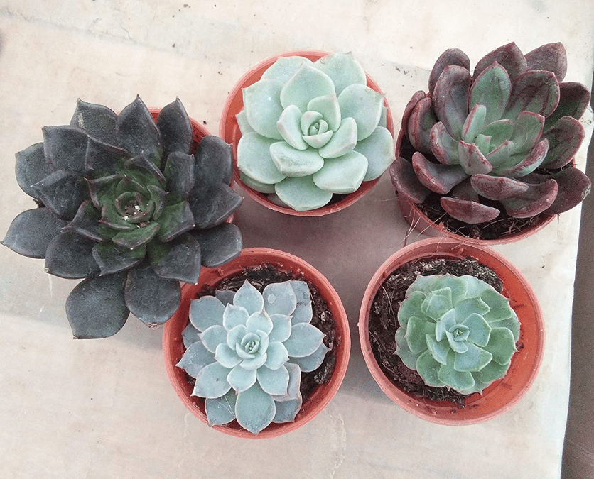 Succulent Plants