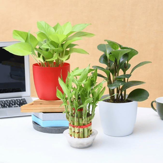 Bonsai trees and Succulent Plants