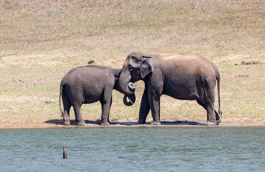https://cdn0.desidime.com/attachments/photos/725902/medium/Thekkady-Kerala-1.jpg?1638512779