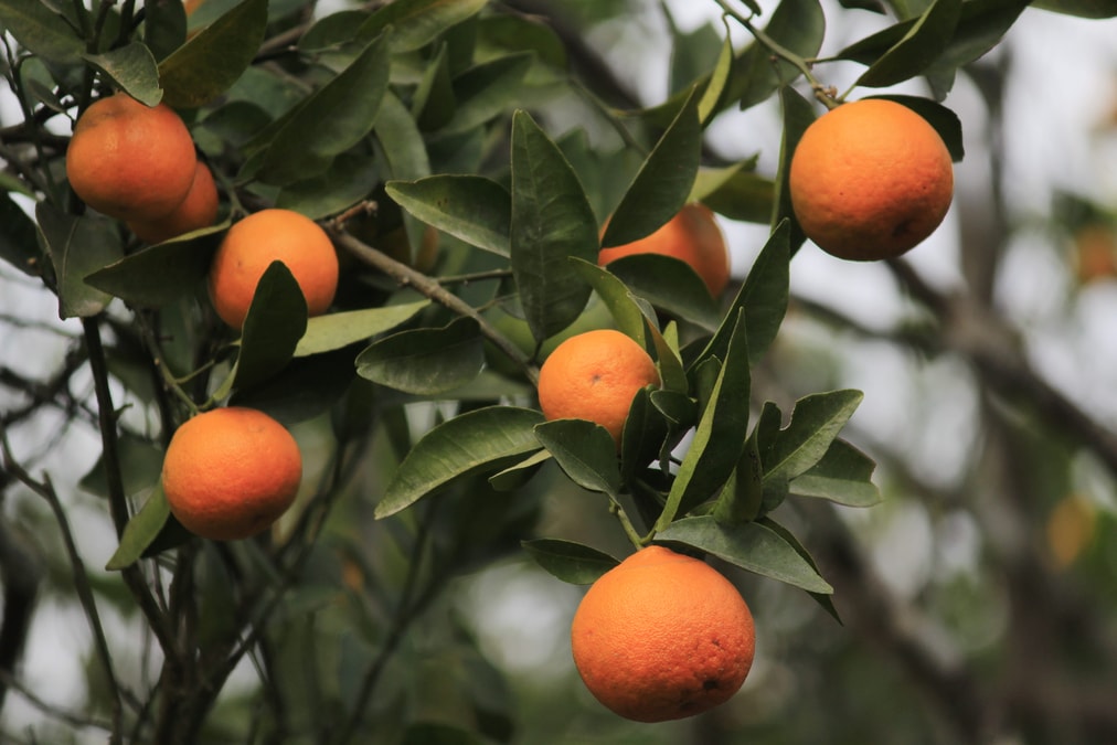 Best Places to Visit in Darjeeling