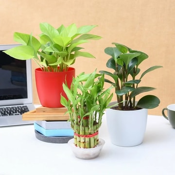 Bonsai trees and Succulent Plants