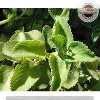 Plant with Pot Starts at Rs.158.