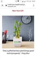 NURSERY LIVE free LUCKY BAMBOO plant ( Free Shipping on Reffer)