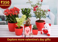 Nursery Live - Get 1 Bamboo Plant Free Of Cost At Your Doorstep

