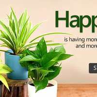 Nursery Live Flat Rs. 100/150 Off On Orders Above Rs. 500