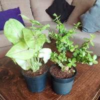 Nurserylive - Get Syngonium + Jade Plant Free (Shipping Applies + Only in App + No need to refer Friends) 