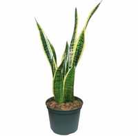 Snake Plant, Mother-In-Law Tongue, Low Maintenance Air Purifier Plant