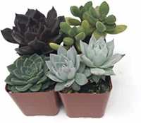 Upto 65% Off On Ferns n Petals Live Plants.

