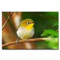 Pintura Canvas Painting with UV Print of Beautiful Birds Designer Painting with Wooden Frame # Art Print # Best for Gifting Dimensions 18 Inch X 12 Inch