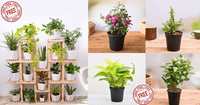Free Plants By Nursery Live By referring Friends
