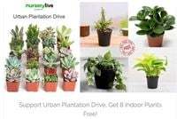 Free 8 Plants with Colourful pots free from Nurserylive