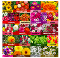 Leafy Tales Products From Rs.1 - apply coupons