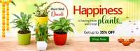 Nurserylive - Diwali Offer - Air Purifier Plant free with each order today 