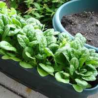 Nursery Live : Get 4 Seeds + 1 Plant Booster @ 79 Only