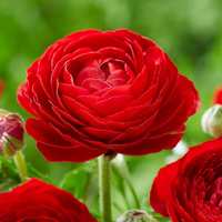 Plantogallery ® Spacial Winter Season Flower Bulbs (Pack Of 10 Bulbs Ranunculus Red) at 70 