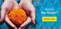 Guess the flower - bigbasket contest