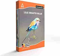 Classmate Notebook - Single Line, 140 Pages, 240 mm x 180 mm - Pack Of 4