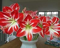(Set of 3) Kraft Seeds Amaryllis Lily Flower Sow and Grow Fresh Healthy Bulbs in Your Garden 