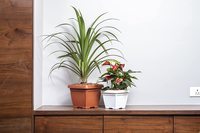 Indoor Outdoor Garden Planter Home Balcony Decorative Square Plastic Flowerpot 7.8 Inch Multi Color Set of 3 [50% Coupon]