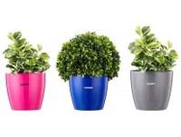 Amazon Brand - Solimo Round Planter, Set of 3 (Pink, Grey, Blue) Rs. 129 - Amazon