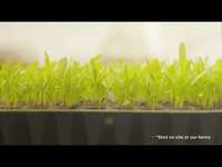 Bug :- Deep Rooted Farm Get Unlimited Flat 50% off | Selected Pincodes Only