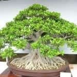 PLATONE Ficus Bonsai_bonsai plant jnijf(x54