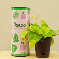 Philodendron Oxycardium Golden Natural Plant In Brown Self Watering Plastic Pot,