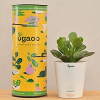 Crassula Ovata Natural Plant In White Self Watering Plastic Pot, By Ugaoo