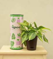 Philodendron Brasil Natural Plant In Brown Self Watering Plastic Pot By Ugaoo (Lowest till date)