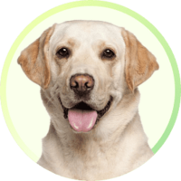 Supertails Clearance Sale - Up to 70% Off + Assured Gifts on Rs.1500 & Above Purchase