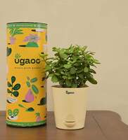 Jade Mini Natural Plant In White Self Watering Plastic Pot  By Ugaoo
