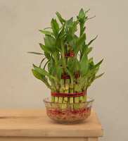 Lucky Bamboo 3 Layer Natural Plant In Green Self Watering Plastic Pot, By Ugaoo